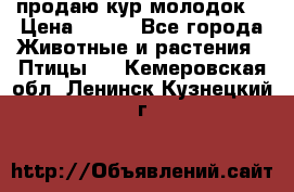 продаю кур молодок. › Цена ­ 320 - Все города Животные и растения » Птицы   . Кемеровская обл.,Ленинск-Кузнецкий г.